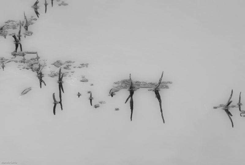 Pukiu del río Pita, Ecuador
