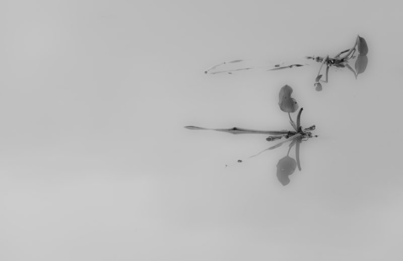 Pukiu del río Pita, Ecuador