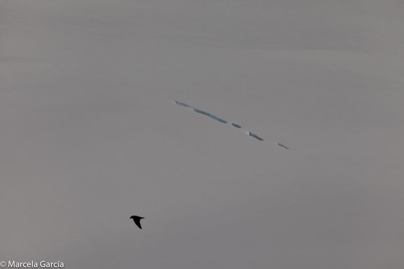 Península Antártica