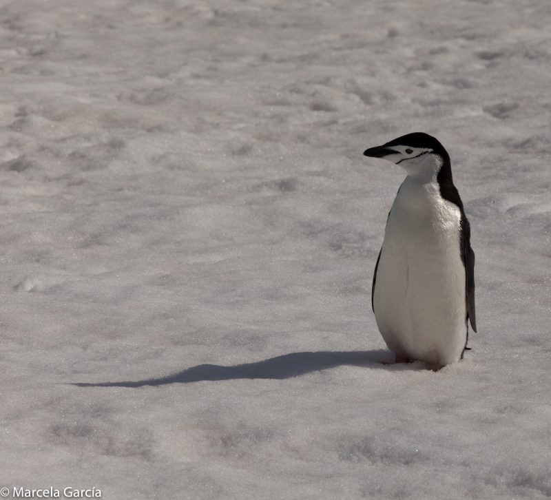 Pingüino, Pygoscelis antarcticus