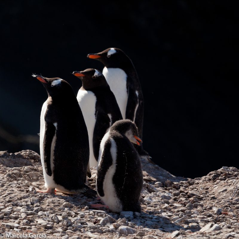 Pingüinos, Pygoscelis papua