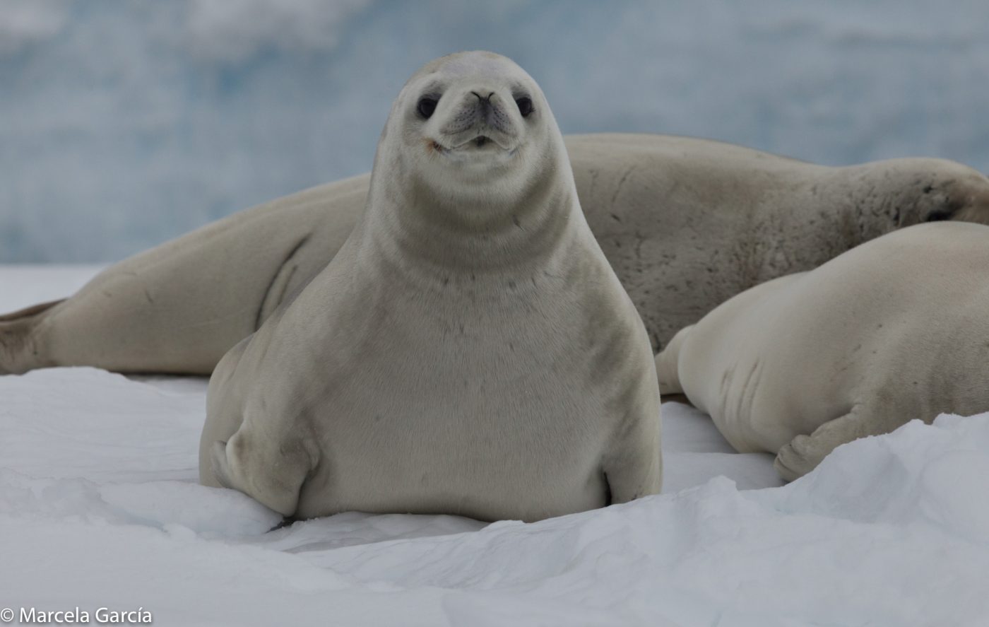 Foca de Weddell
