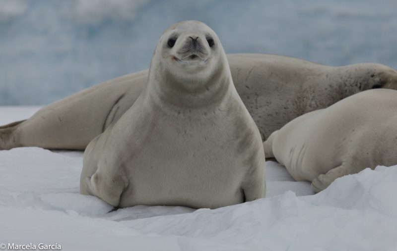 Foca de Weddell