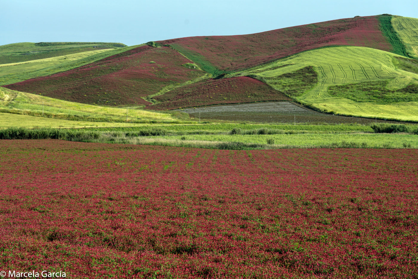 Campos de sulla