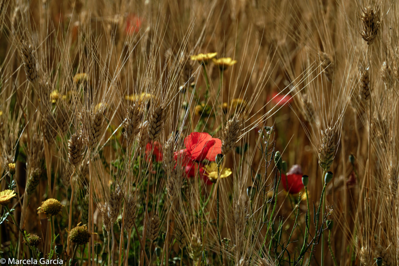 Campo de trigo