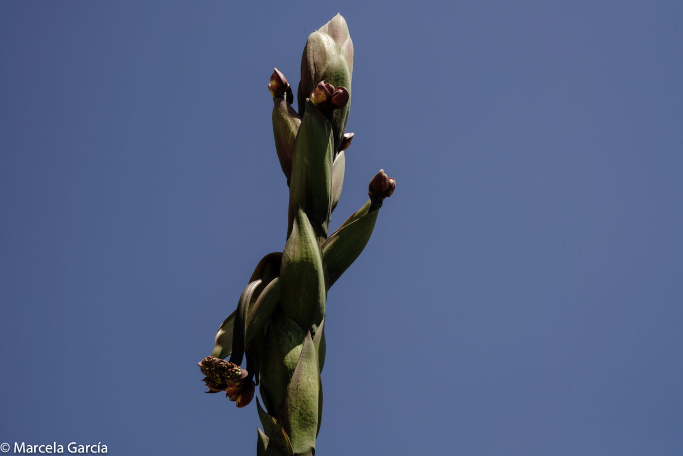 Flor de hinojo