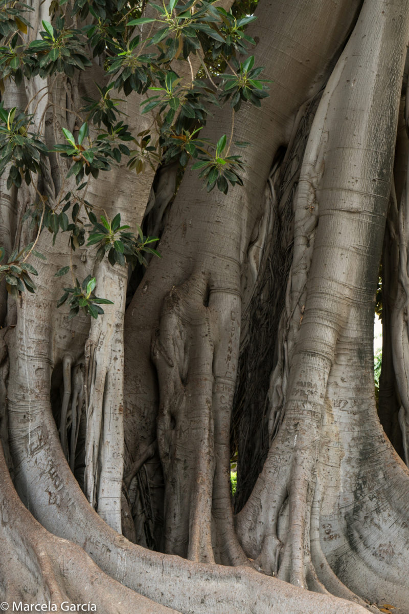 Ficus, Palermo