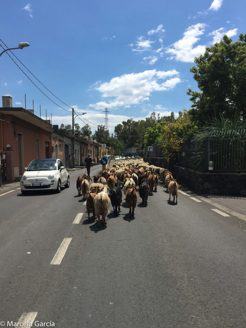 Rebaño de cabras, Giarre