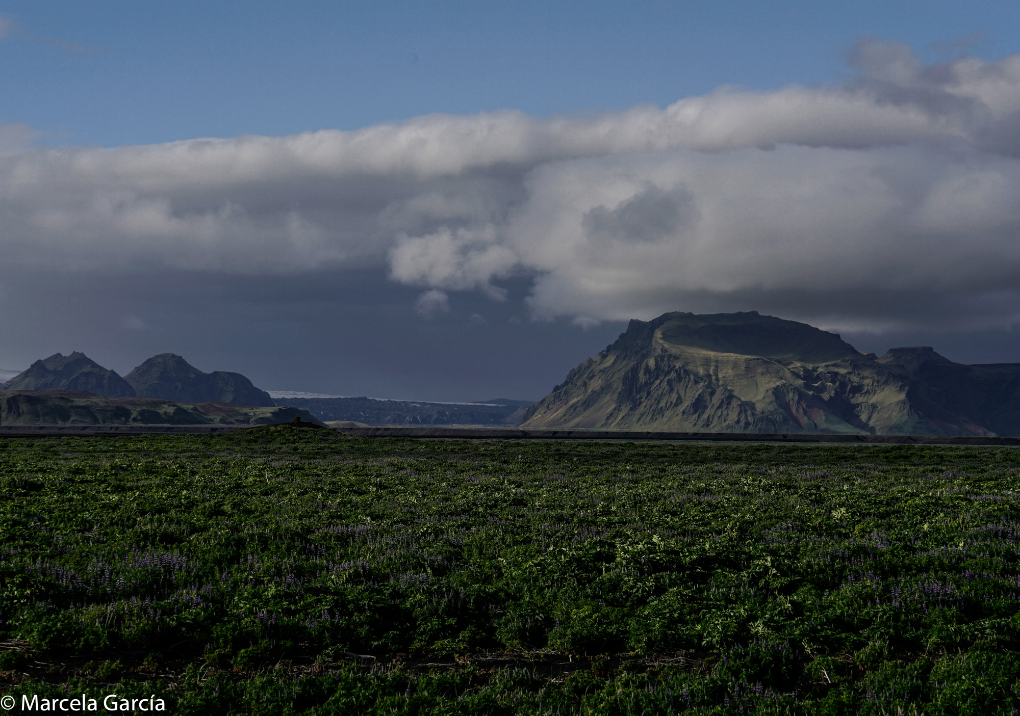 Lupinos frente al volcán Hafursey