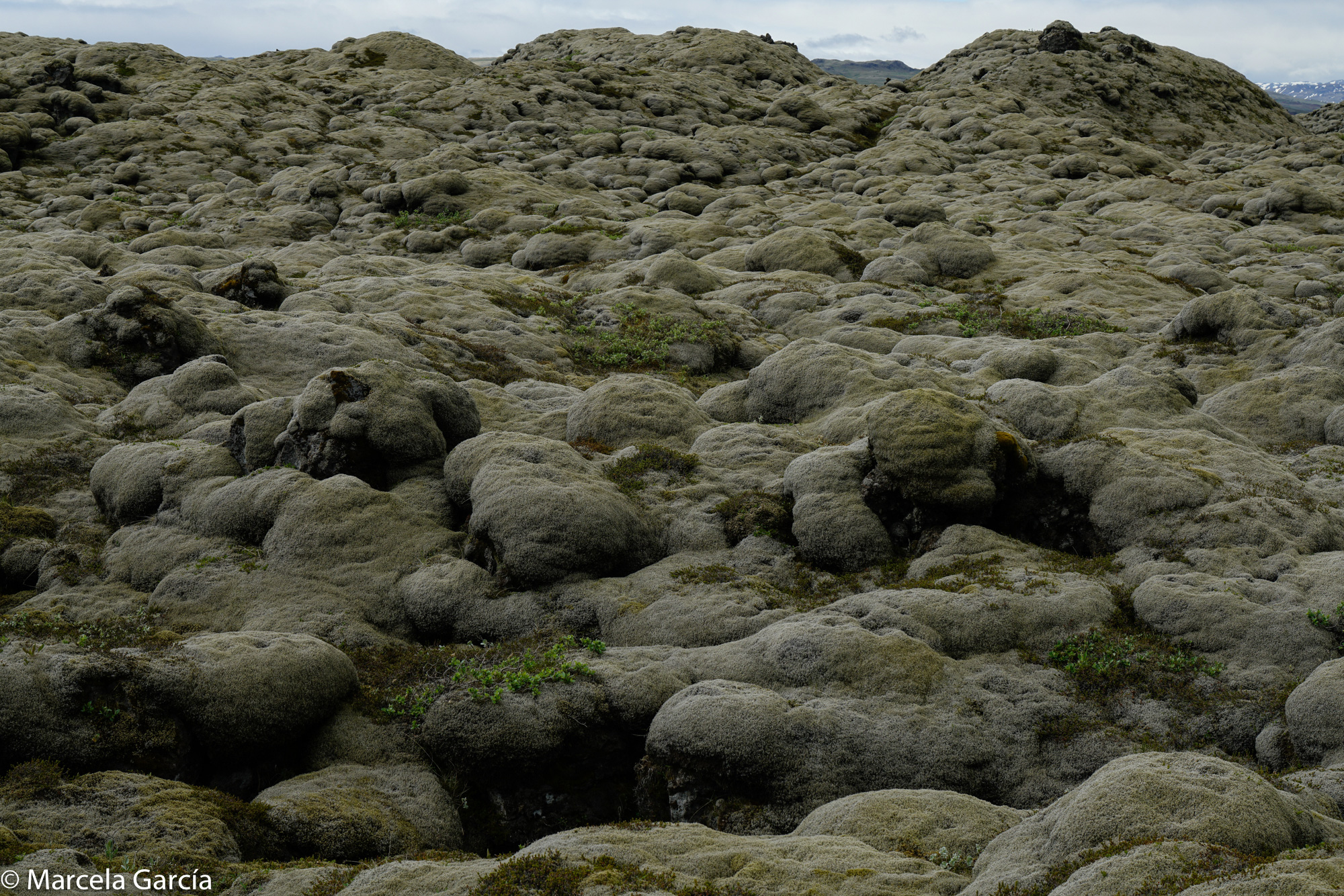 Musgo en el campo de lava Eldhraun