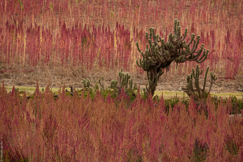 Campos de quinua Colta, Chimborazo