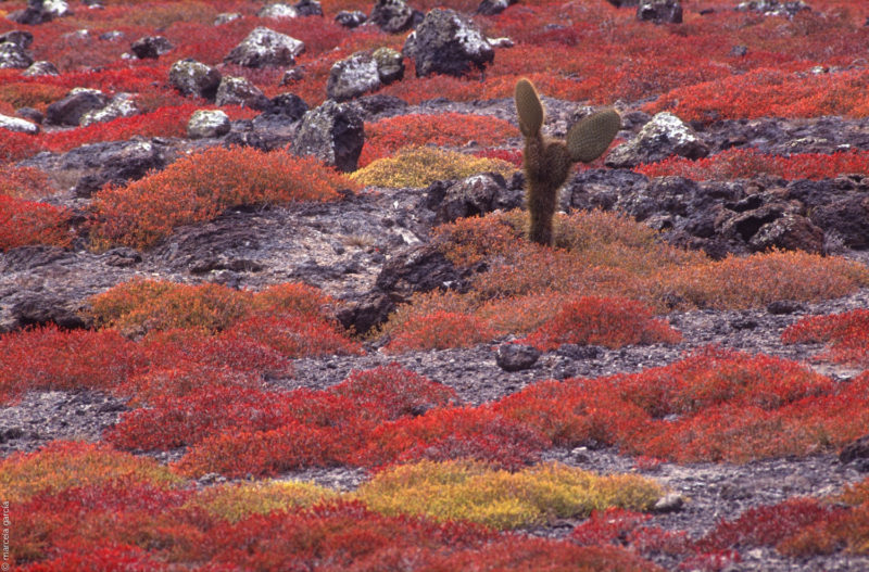 Galápagos 1