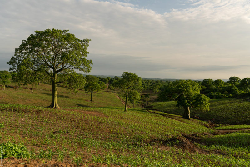 Julio Moreno, Sta.-Elena