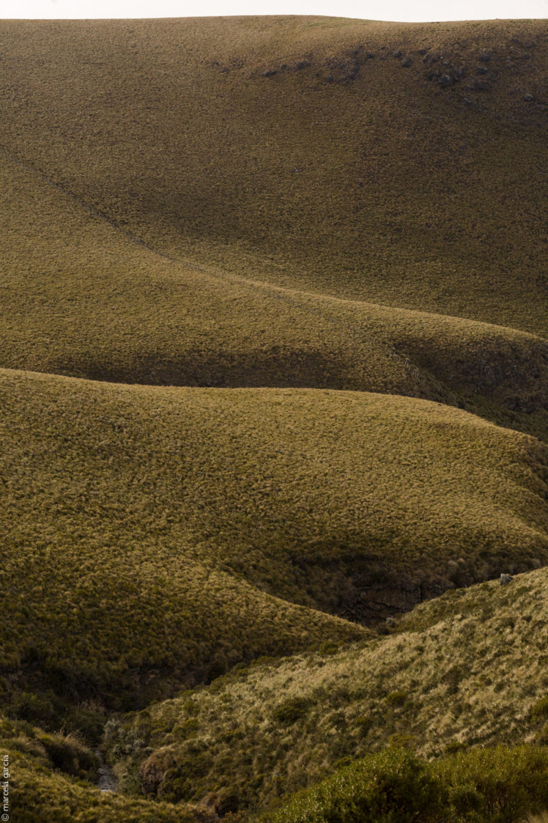 Páramo del Antisana 3