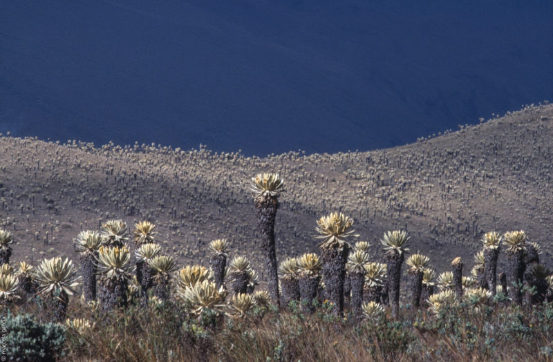 Páramo de Frailejones, Carchi