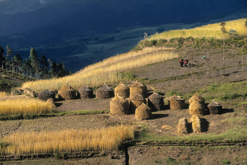 Después de la cosecha, Licto
