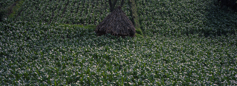 Campo de maíz, Cotacachi