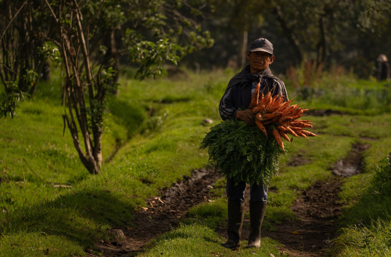 Cosechando zanahorias orgánicas, Chaupi