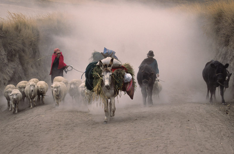 Pastores en medio de la ceniza, Erupción del Tungurahua