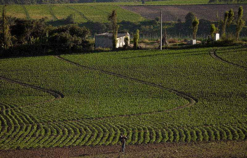 Sembrío de fréjol, Urcuquí