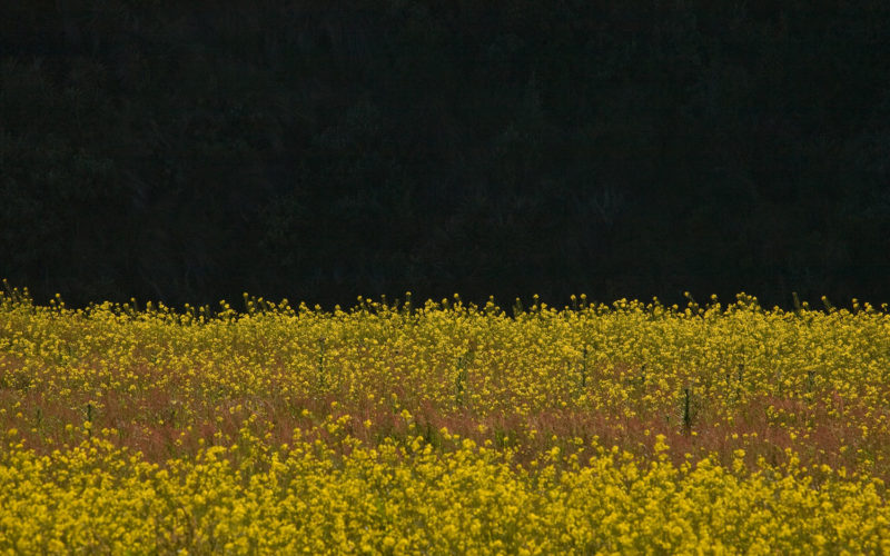 Campos de piretro, páramo del Antisana