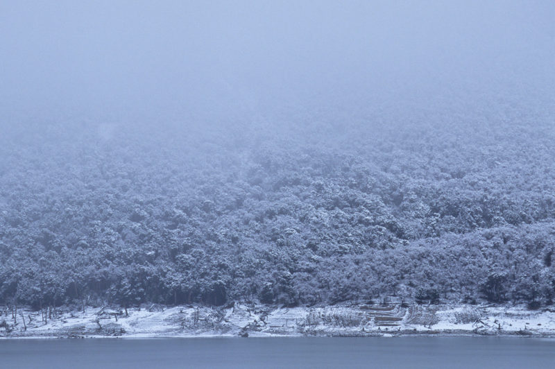 Bosque de lengas en invierno