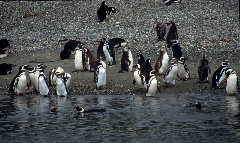 Colonia de pingüinos de Magallanes