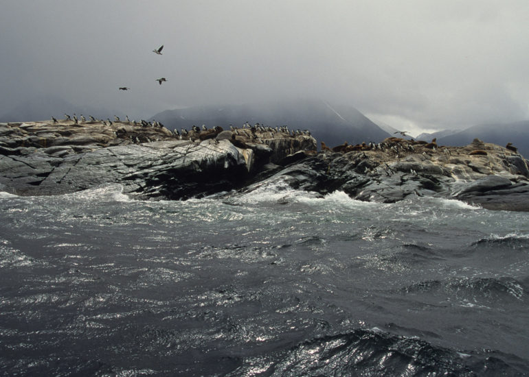 Isla de los lobos, canal del Beagle