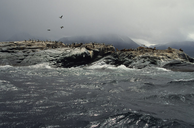 Isla de los lobos, canal del Beagle
