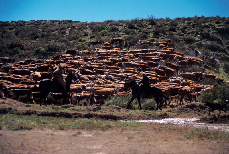 Estancia El Lazo, junto al Paine