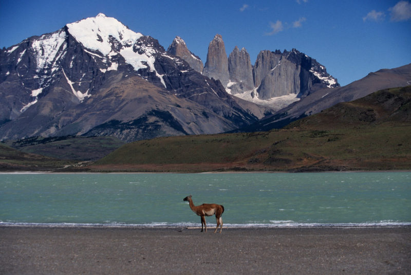 Huanaco viejo y solitario