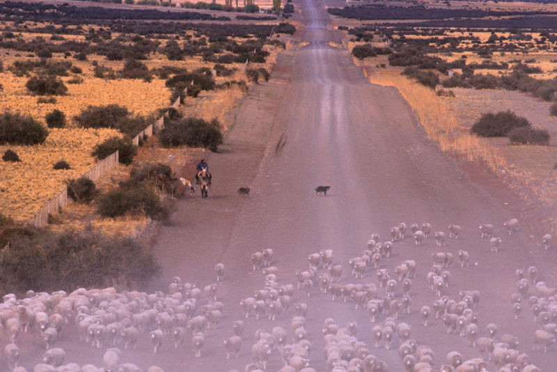 Gaucho con su rebaño de ovejas